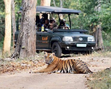 Wildlife Safari in India