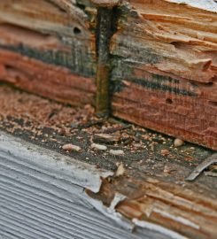 Pest Control Service in Melbourne