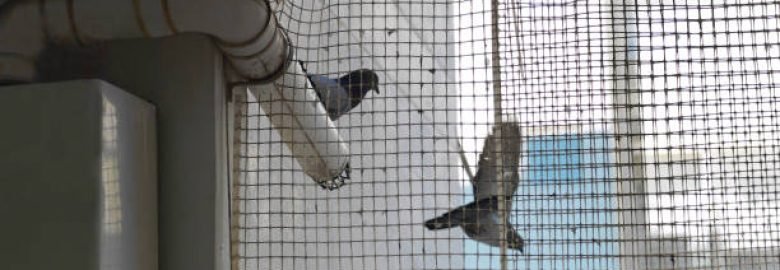 birdcontrol dubai