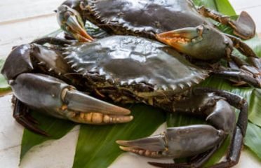 astroaquaculture
