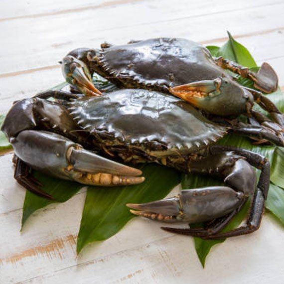 astroaquaculture